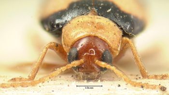 Media type: image; Entomology 18392   Aspect: head frontal view